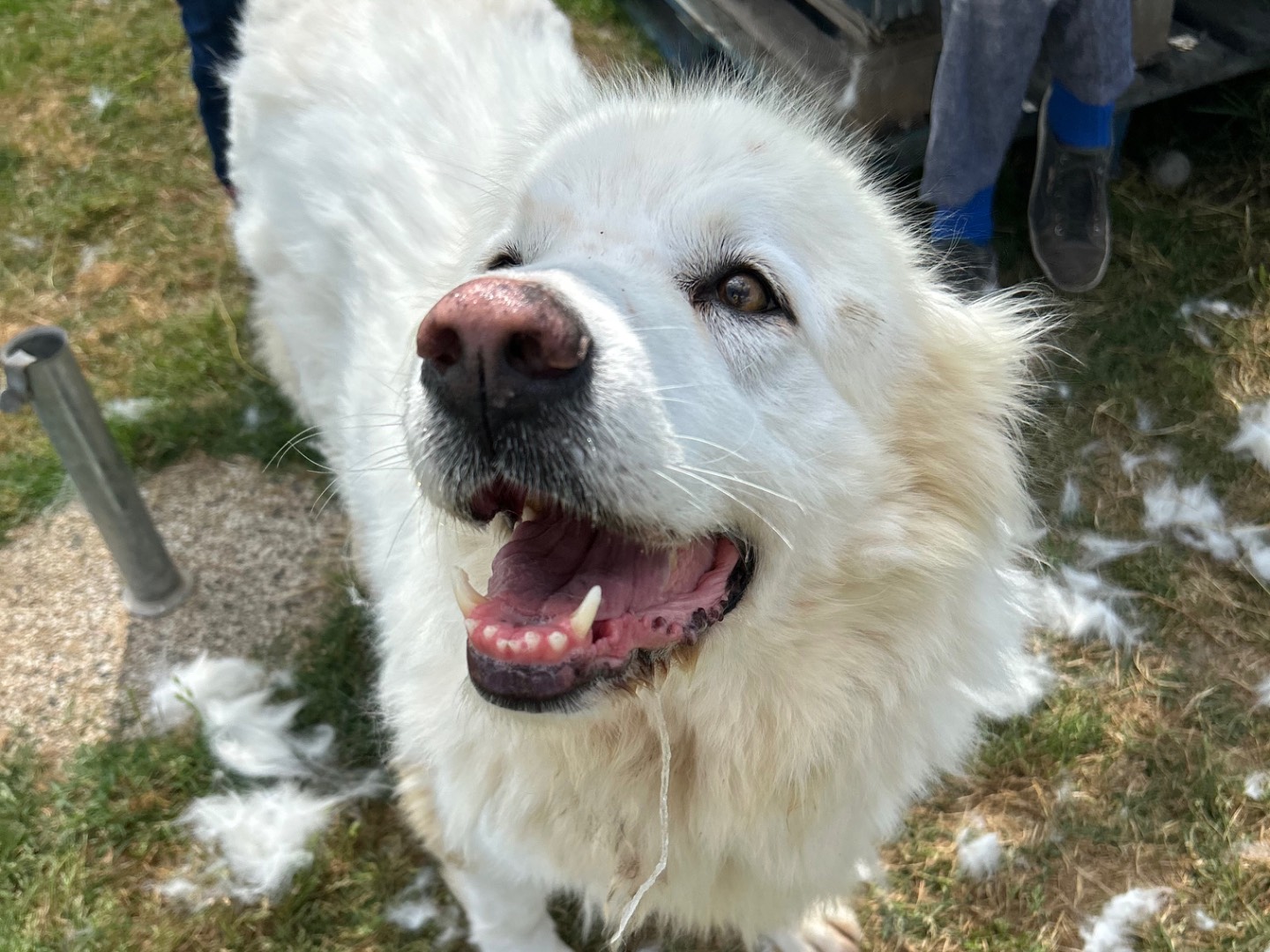 Adotta un cane, taglia grande, femmina, Latina