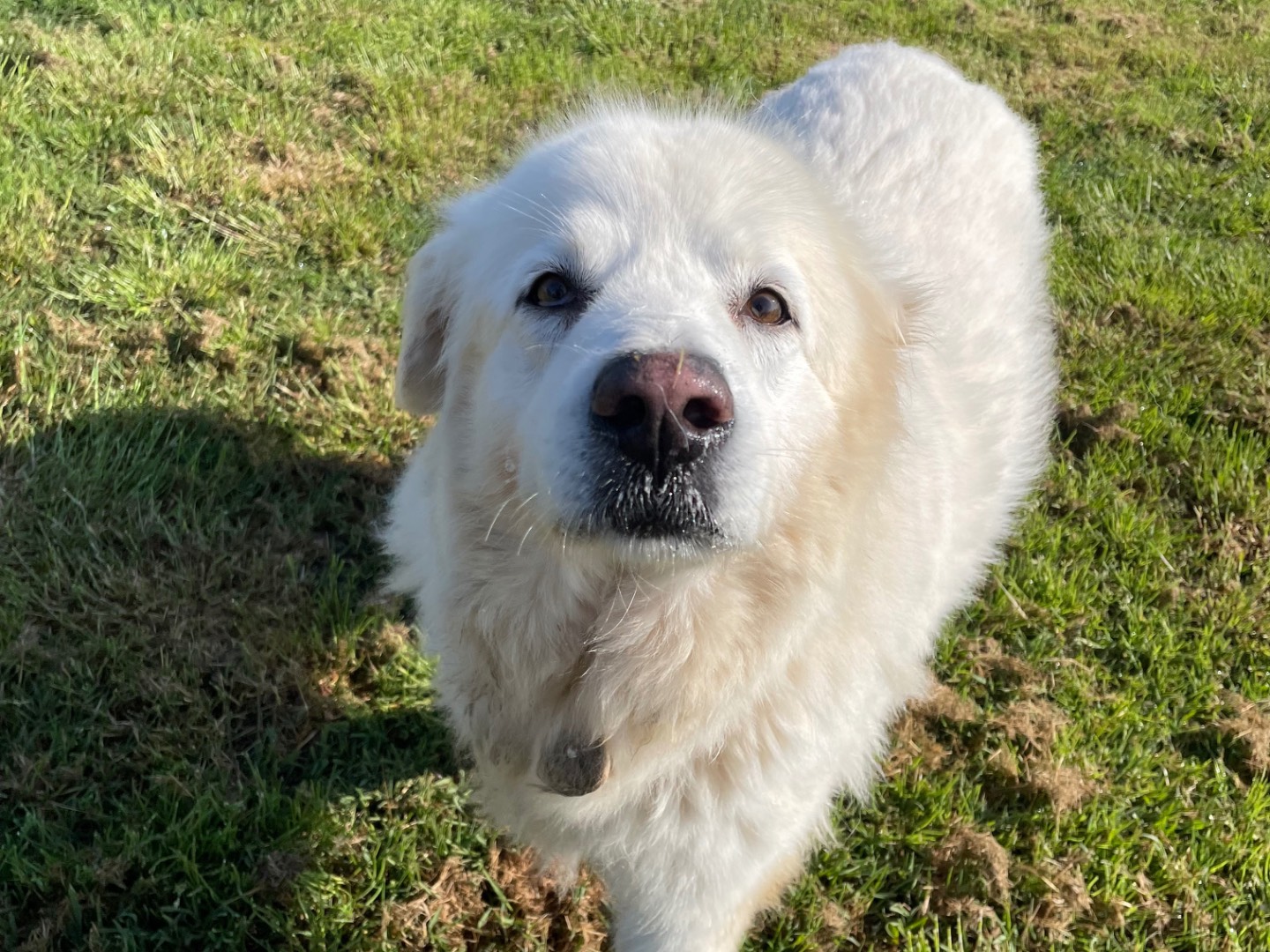 Vuoi adottare un cane a Latina?