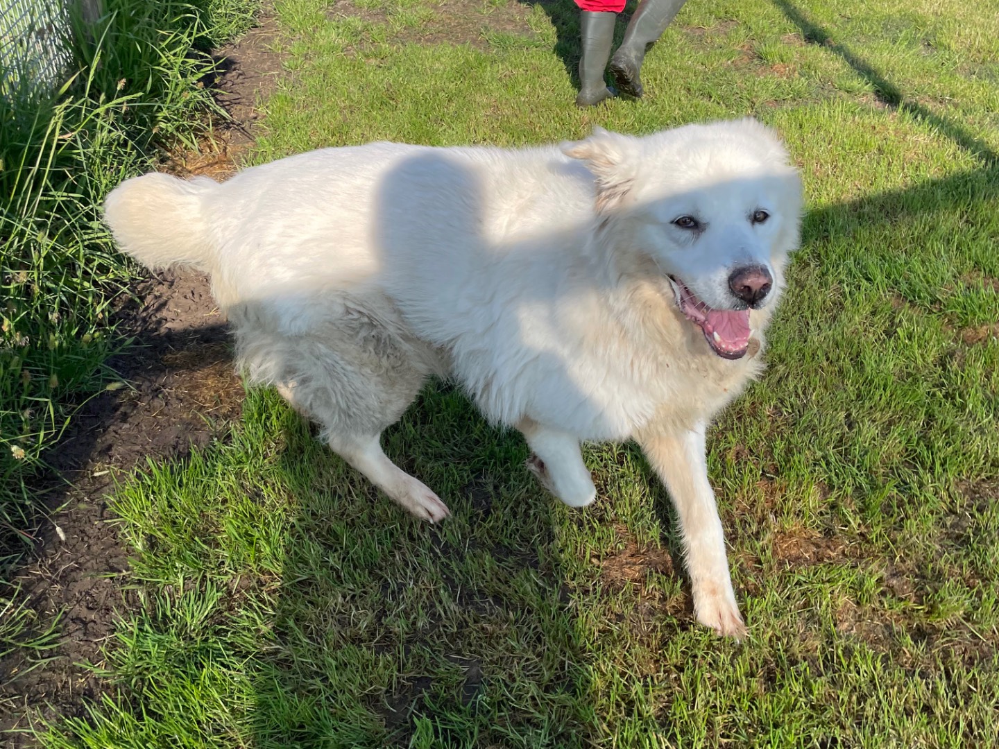 Adotta il cane Vittoria a Latina