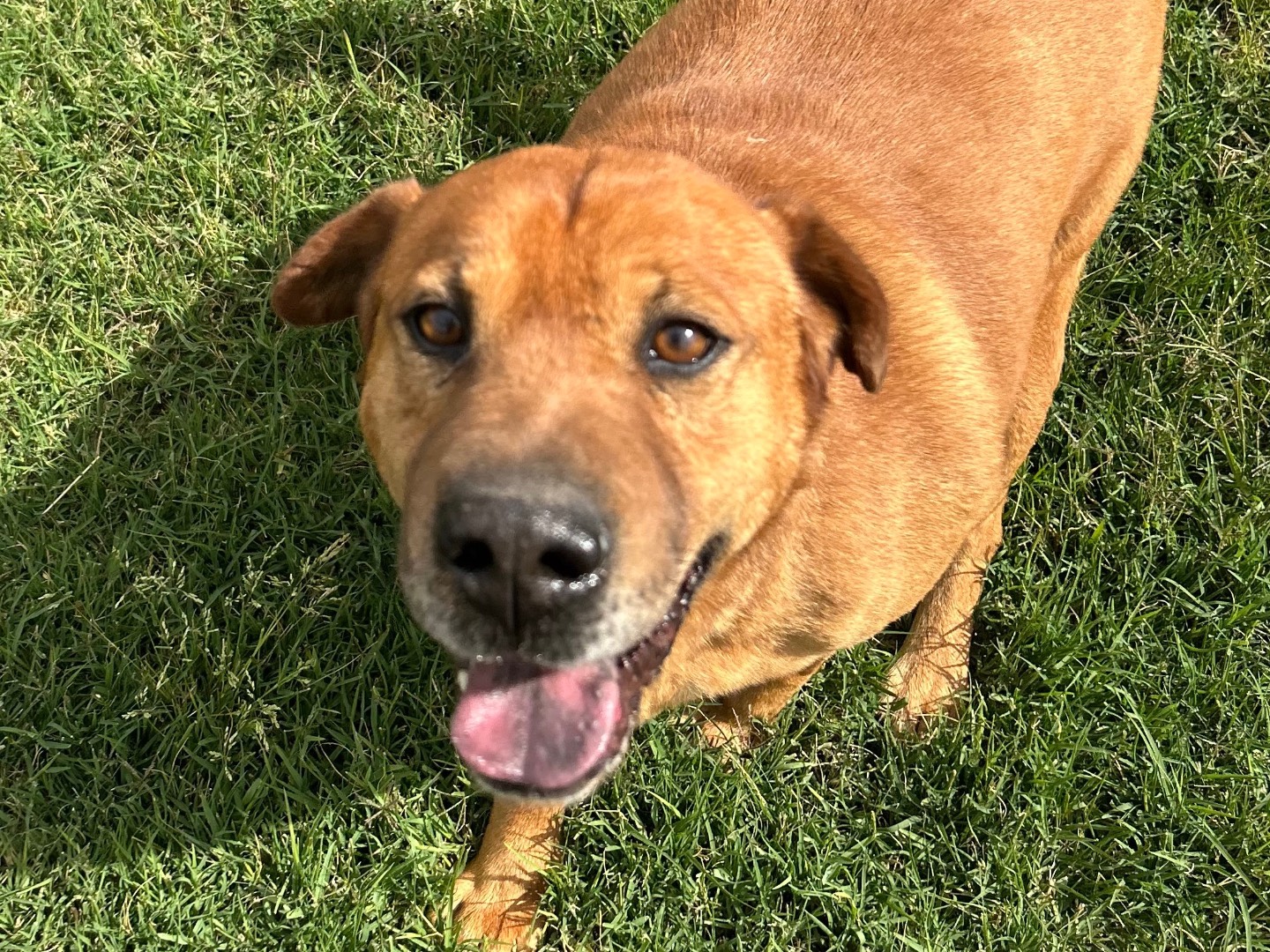 Adotta un cane, taglia media, maschio, Latina