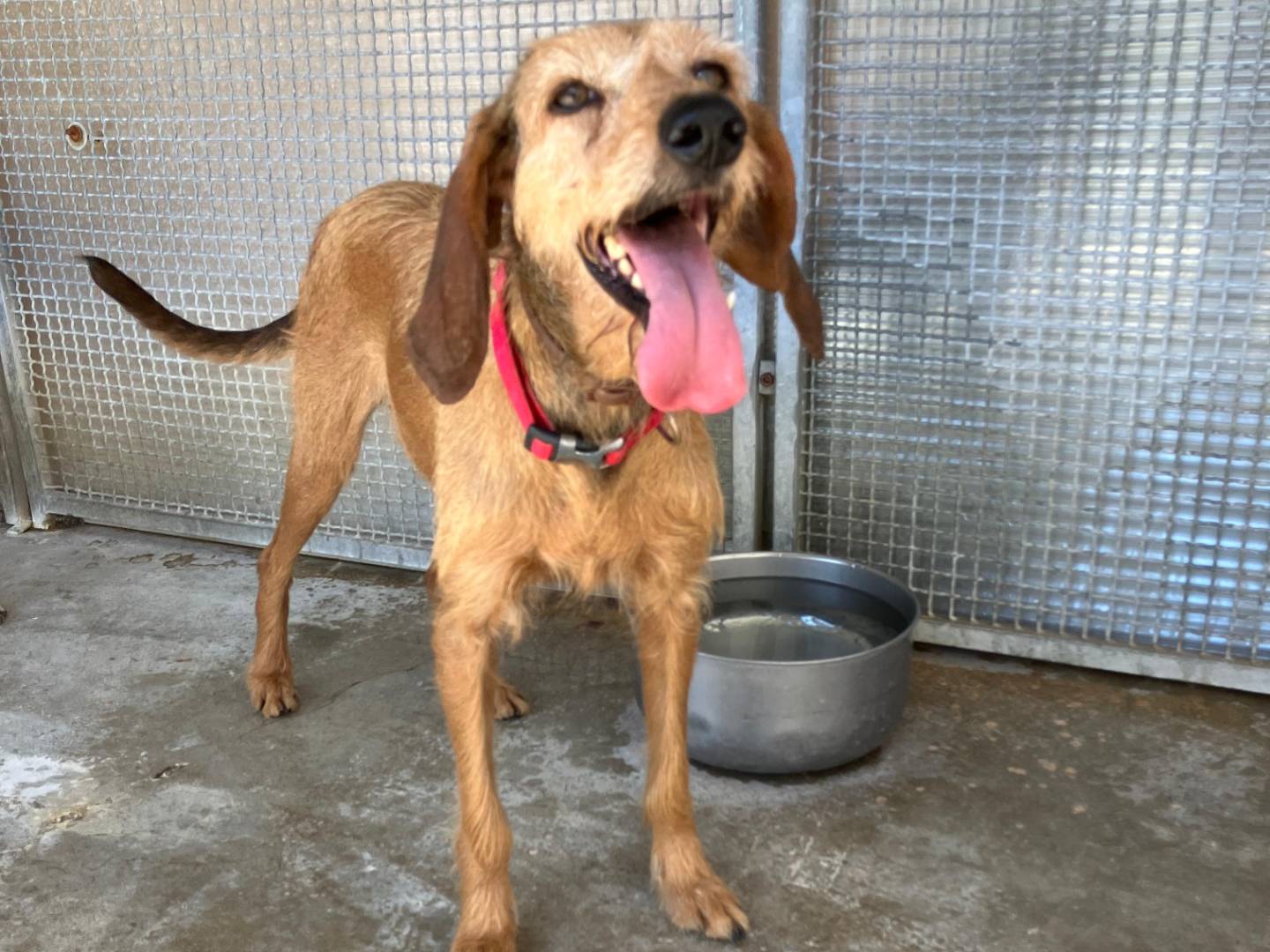 Adotta un cane, femmina, 2 anni  e 7 mesi , Cagliari