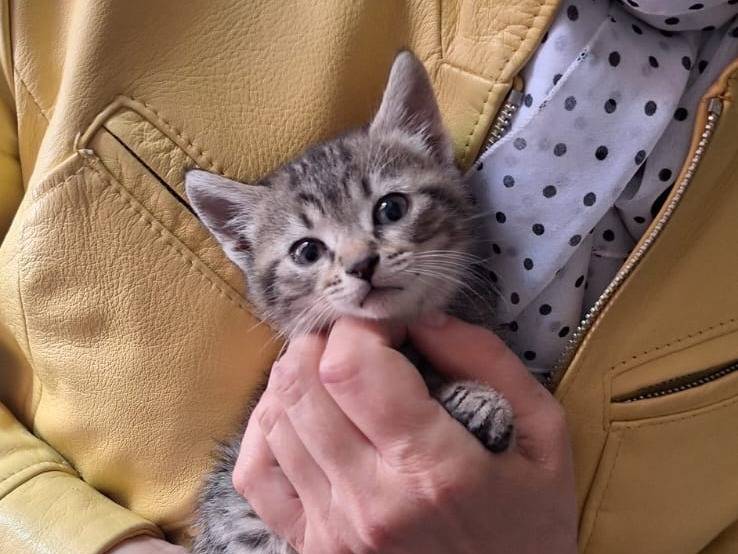 Adotta un gatto, maschio, 3 mesi, Milano