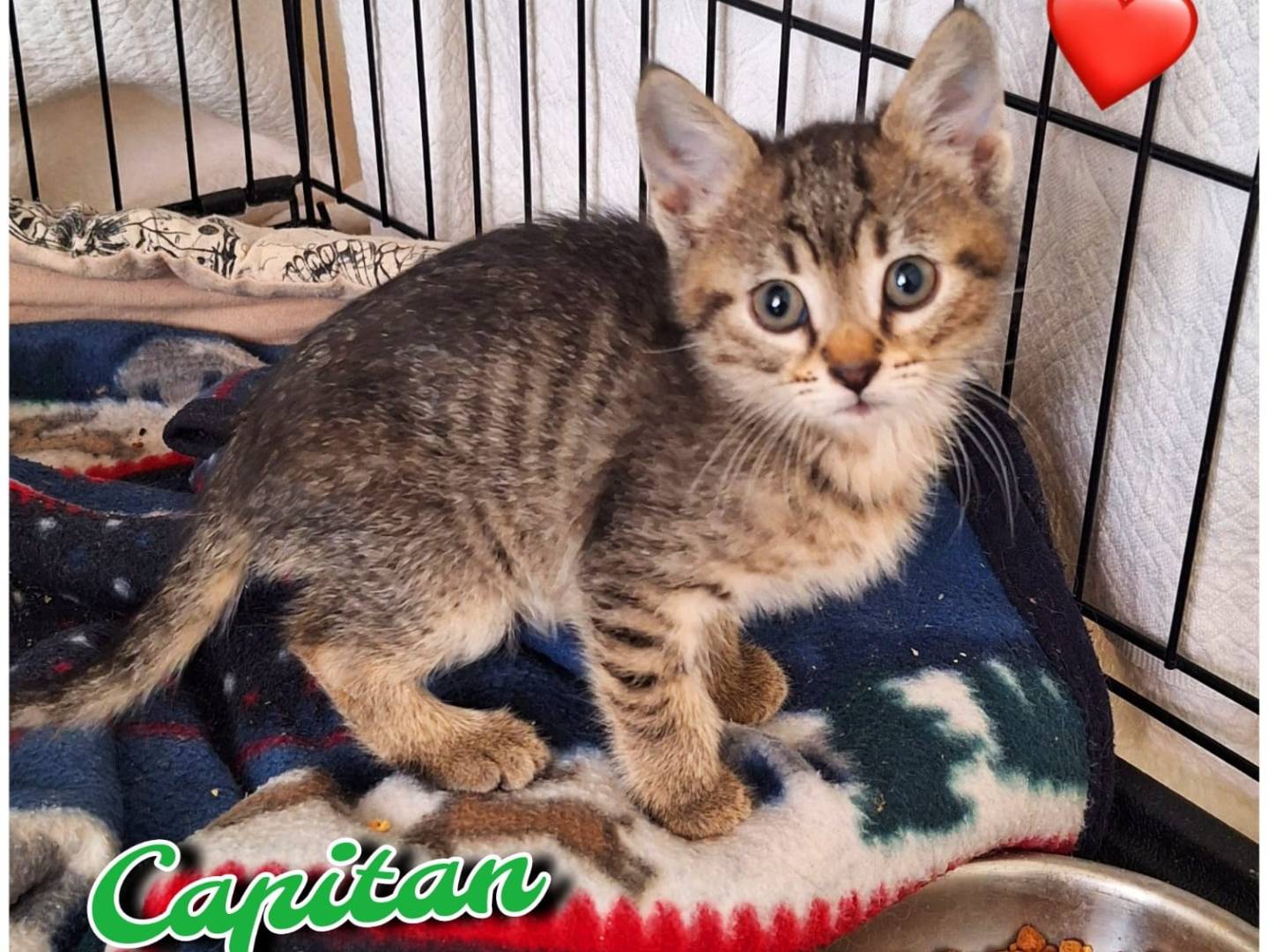 Vuoi adottare un gatto a Milano?