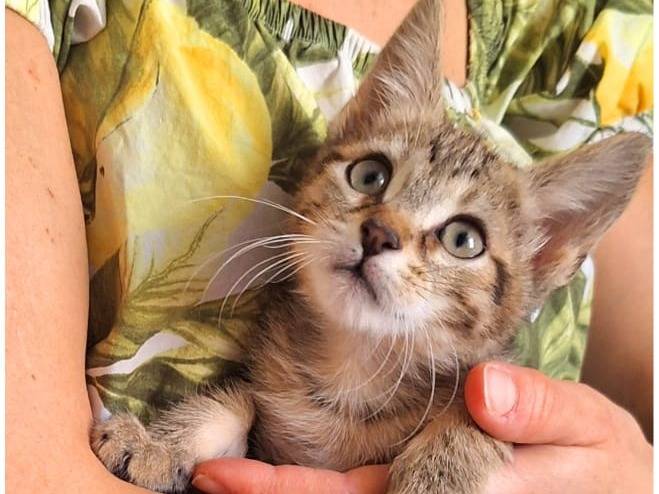 Adotta il gatto Capitan Harlock  a Milano