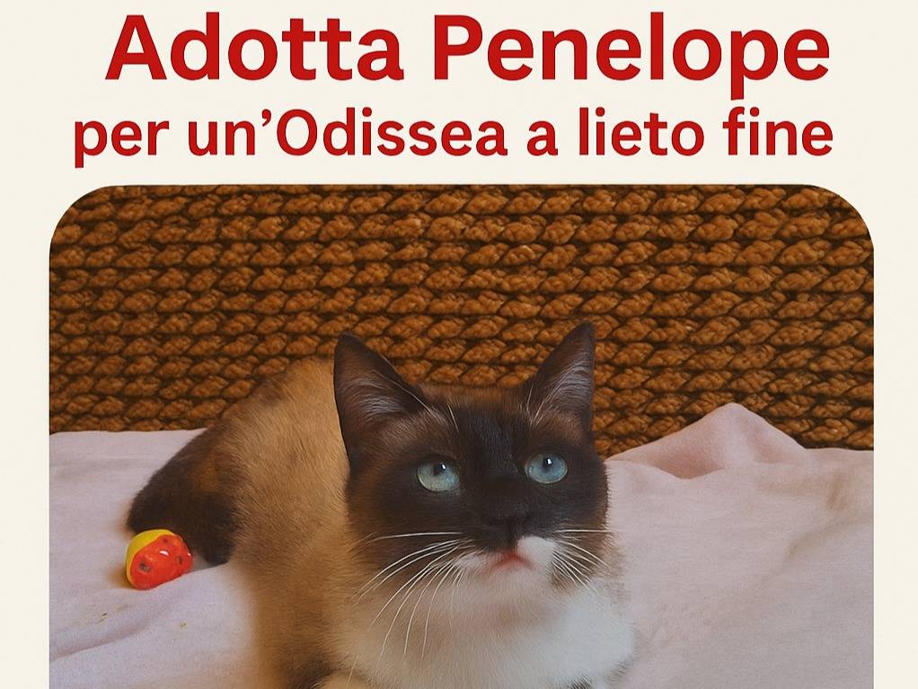 Vuoi adottare un gatto a Parma?