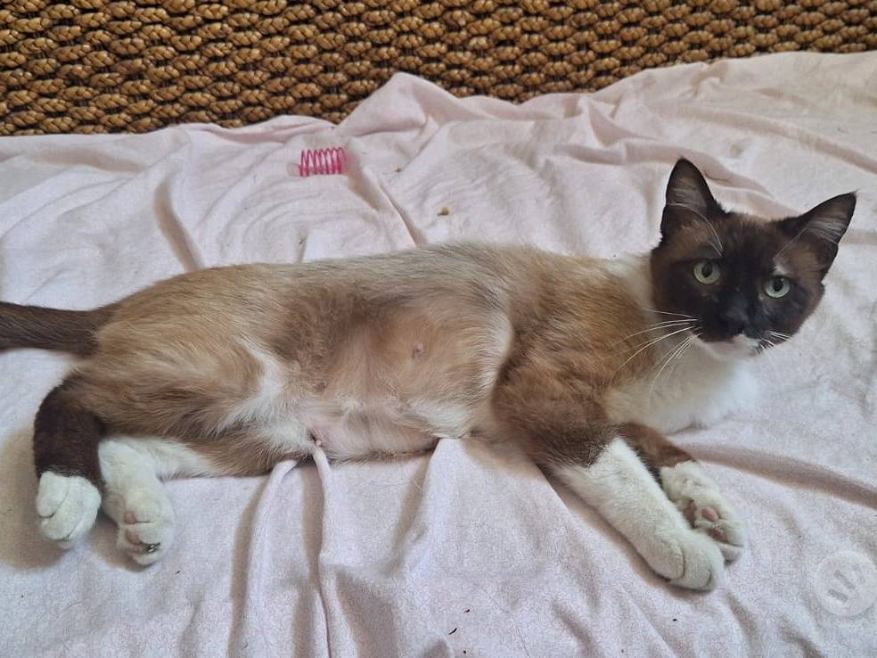 Adotta il gatto Penelope  a Parma