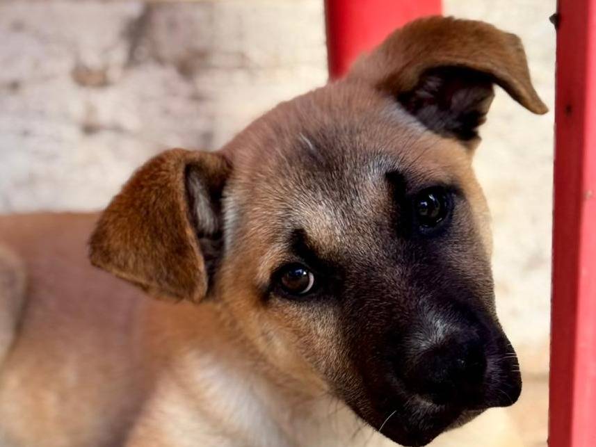Foto dell'animale