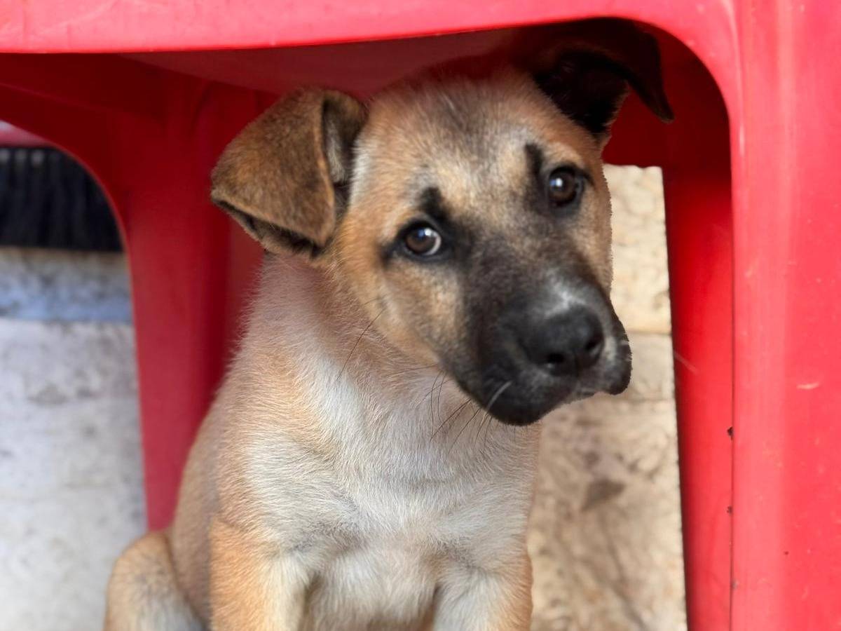Adotta un cane, femmina, 3 mesi, Lecce