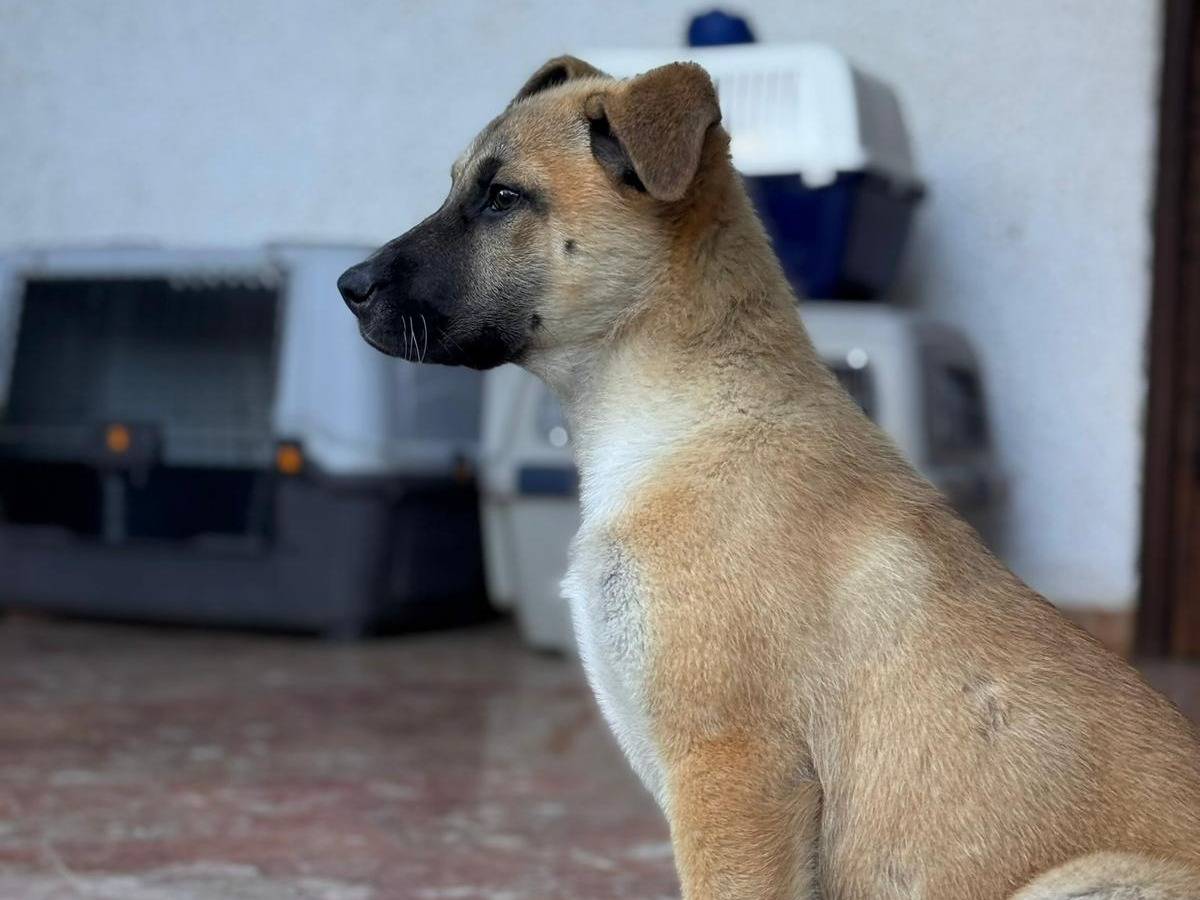 Adotta un cane, taglia media, femmina, Lecce