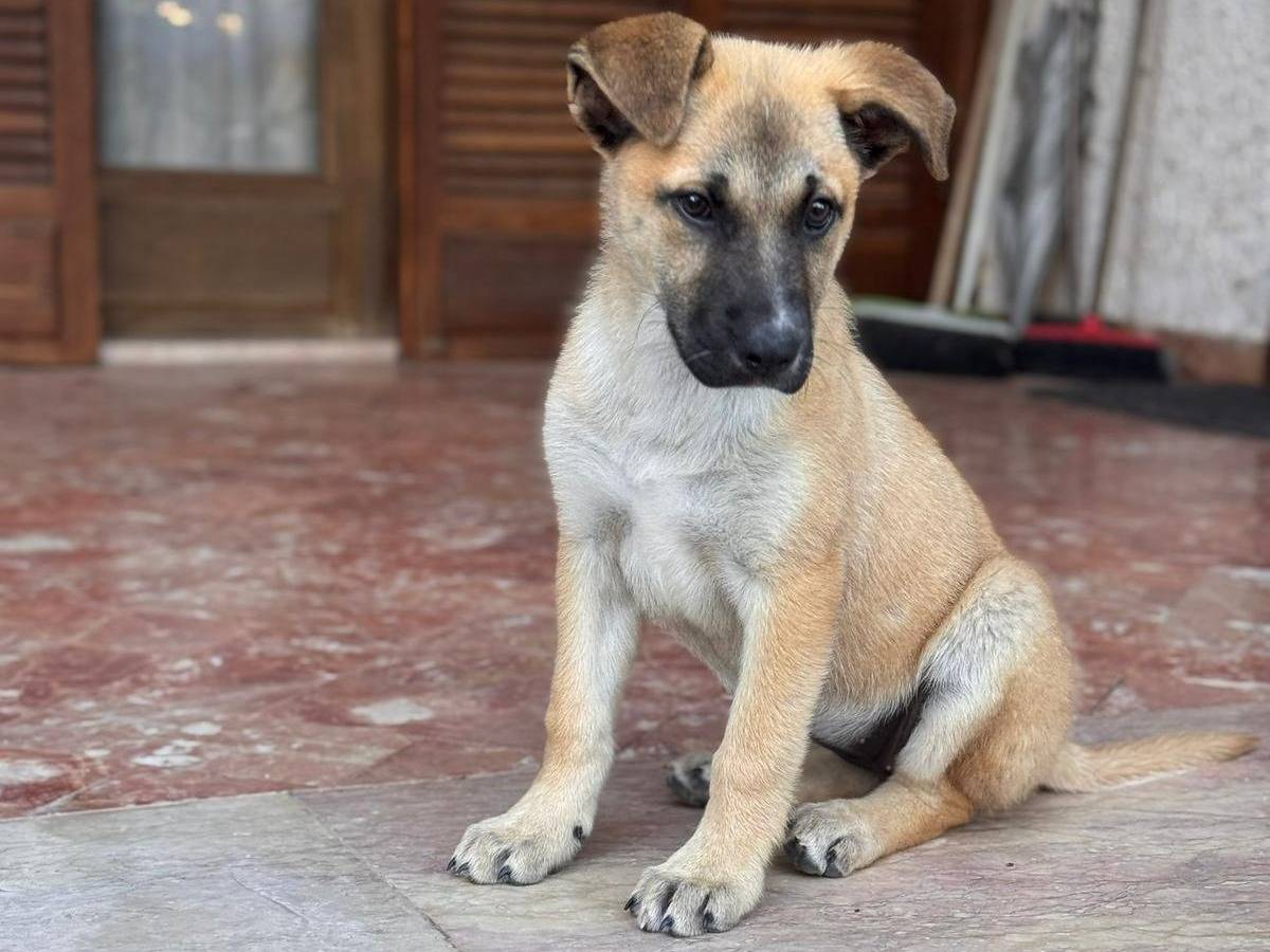 Vuoi adottare un cane a Lecce?