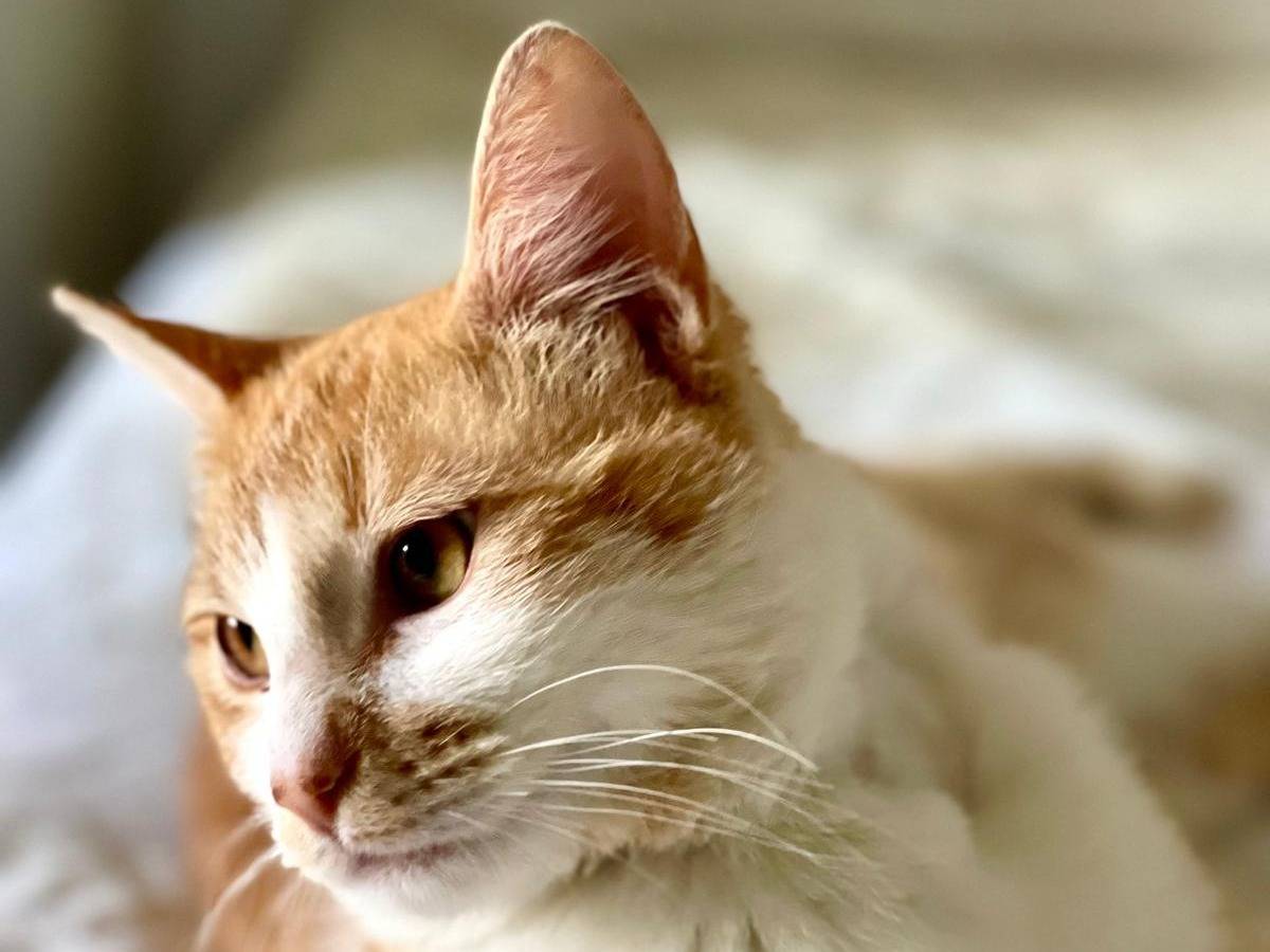 Adotta un gatto, maschio, 1 anno e 11 mesi , Rimini