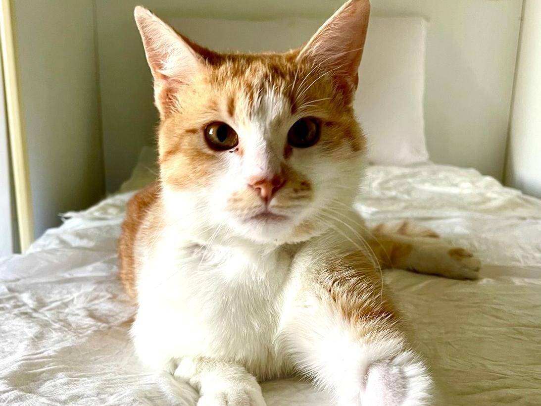 Adotta un gatto, taglia non valida, maschio, Rimini
