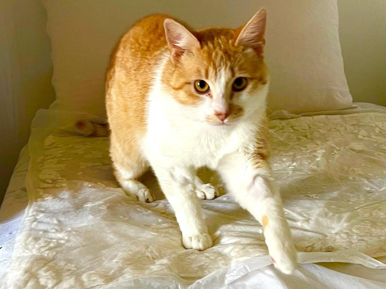 Vuoi adottare un gatto a Rimini?