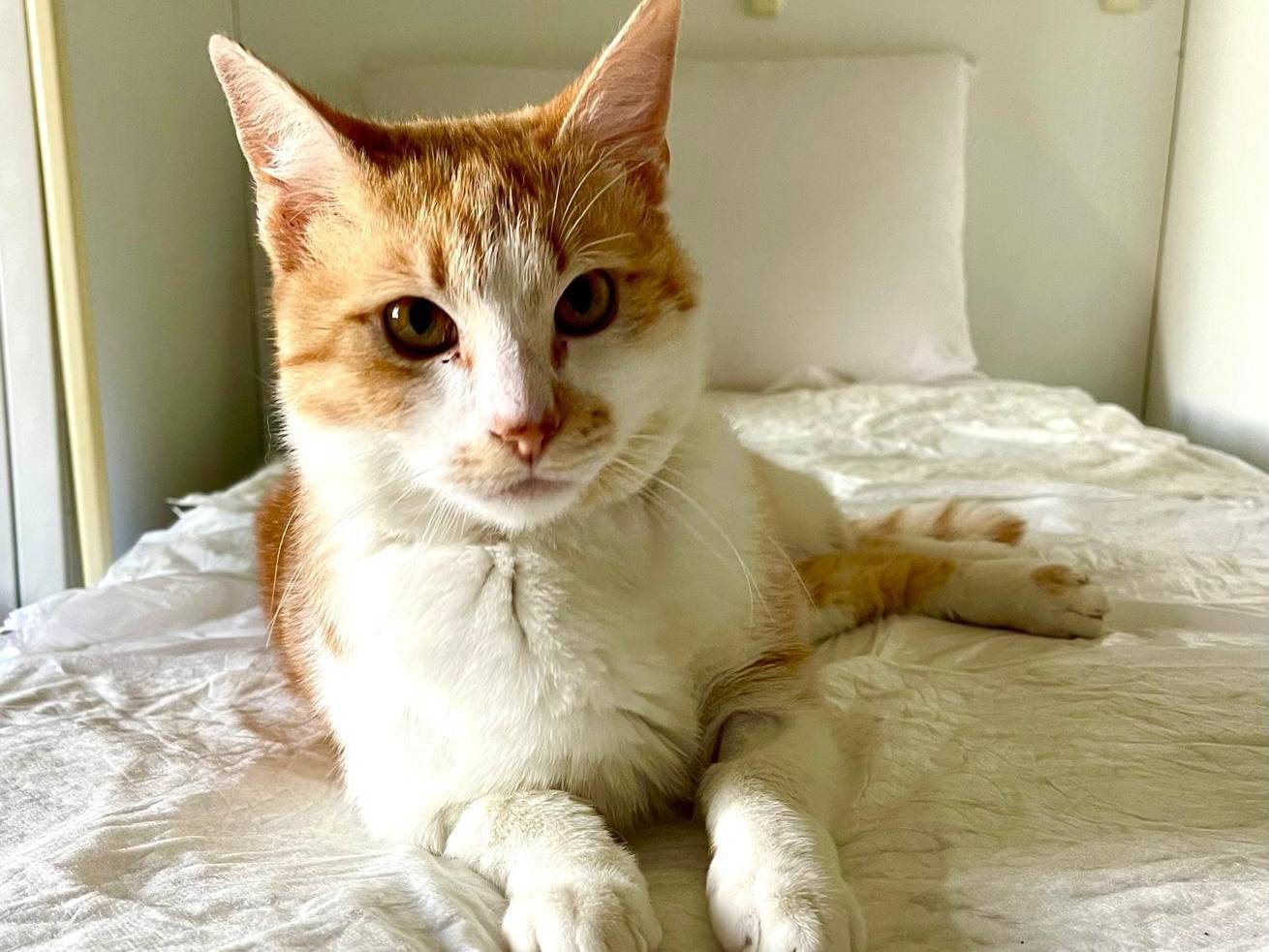 Adotta il gatto Red a Rimini