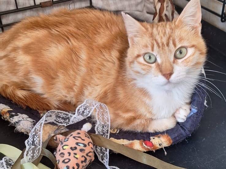 Vuoi adottare un gatto a Modena?