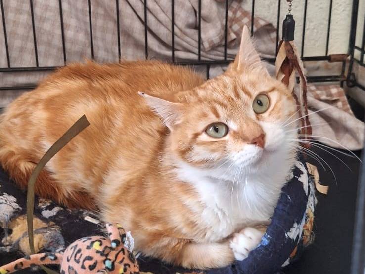 Adotta un gatto, taglia non valida, femmina, Modena