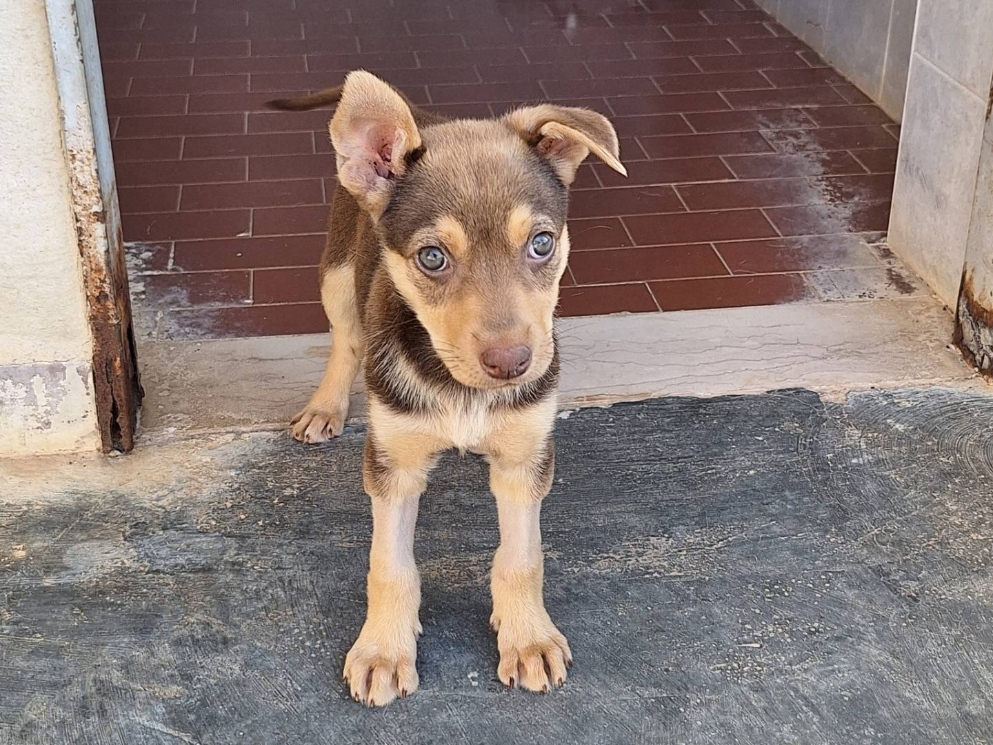 Adotta un cane, femmina, 3 mesi, Monza