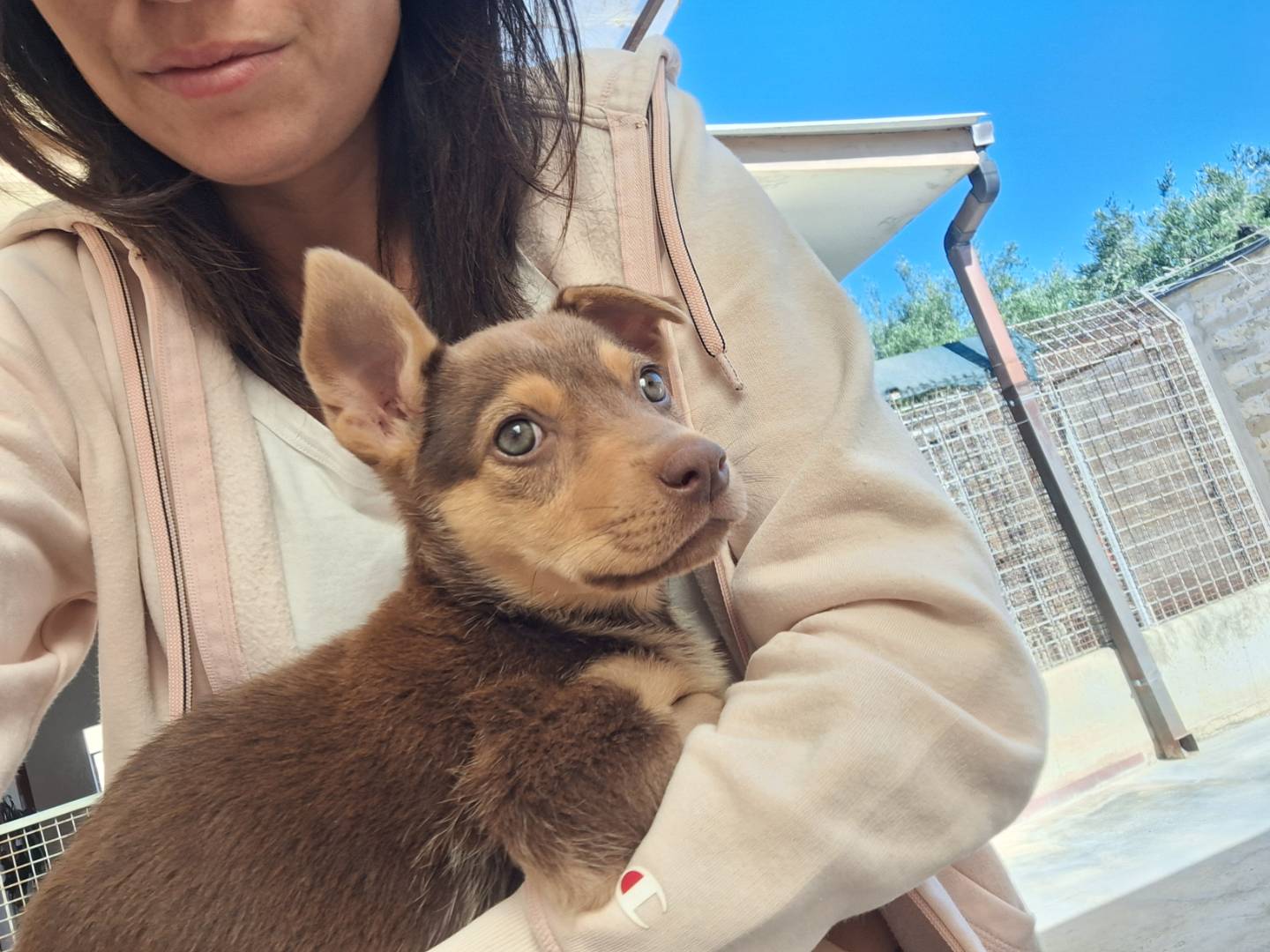 Adotta un cane, taglia media contenuta, femmina, Monza