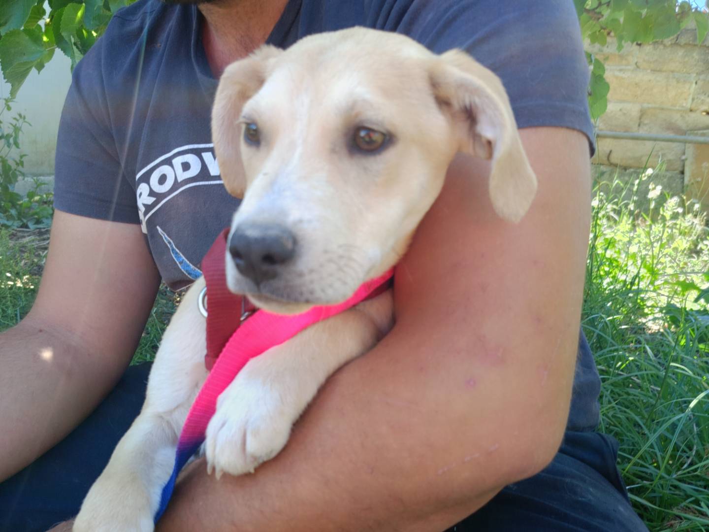 Vuoi adottare un cane a Siracusa?