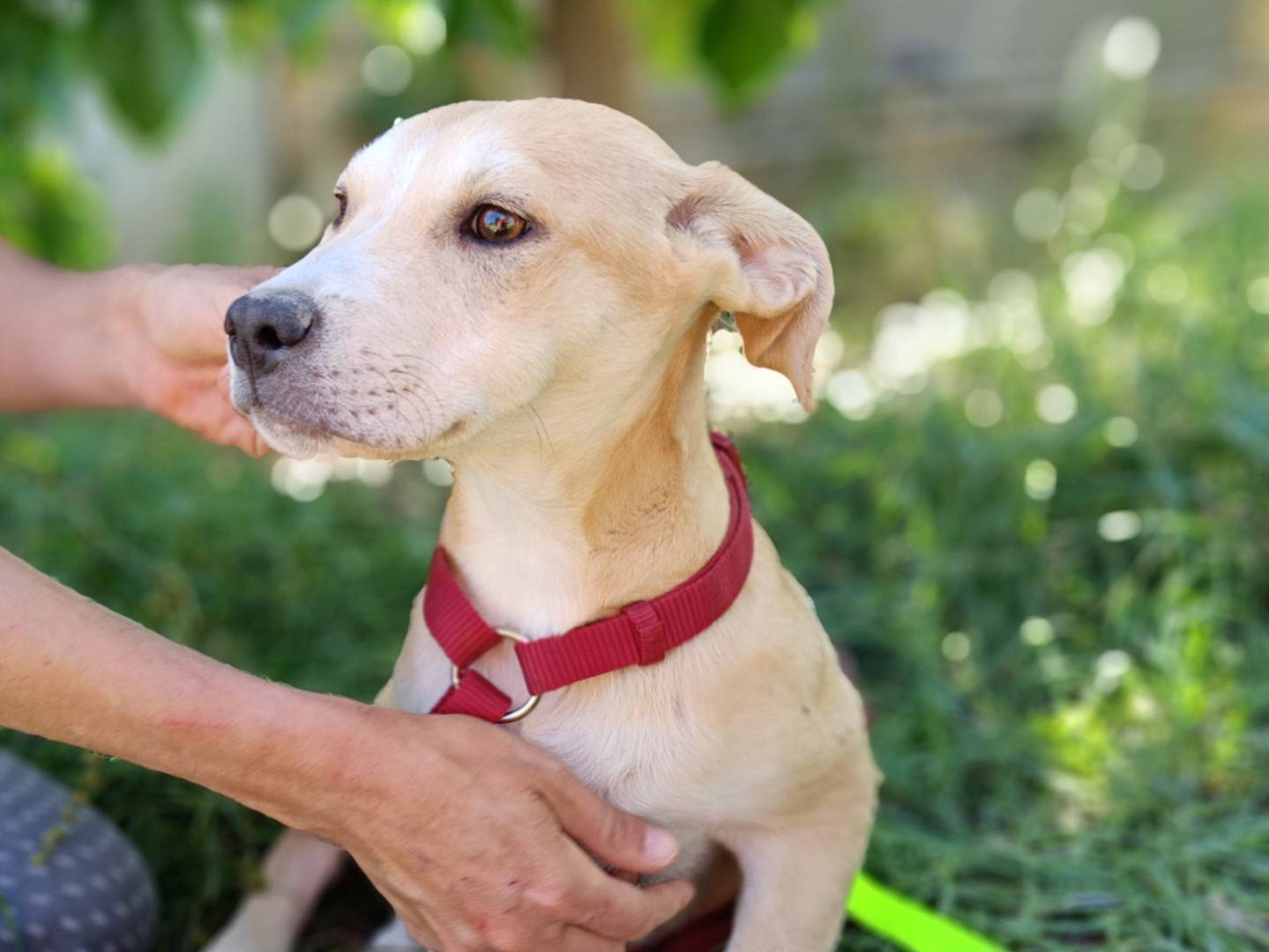 Adotta il cane WILMA a Siracusa
