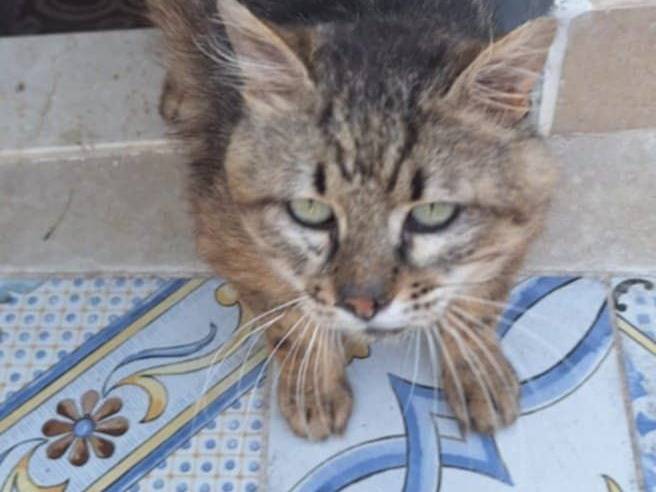 Foto 2 dell'animale