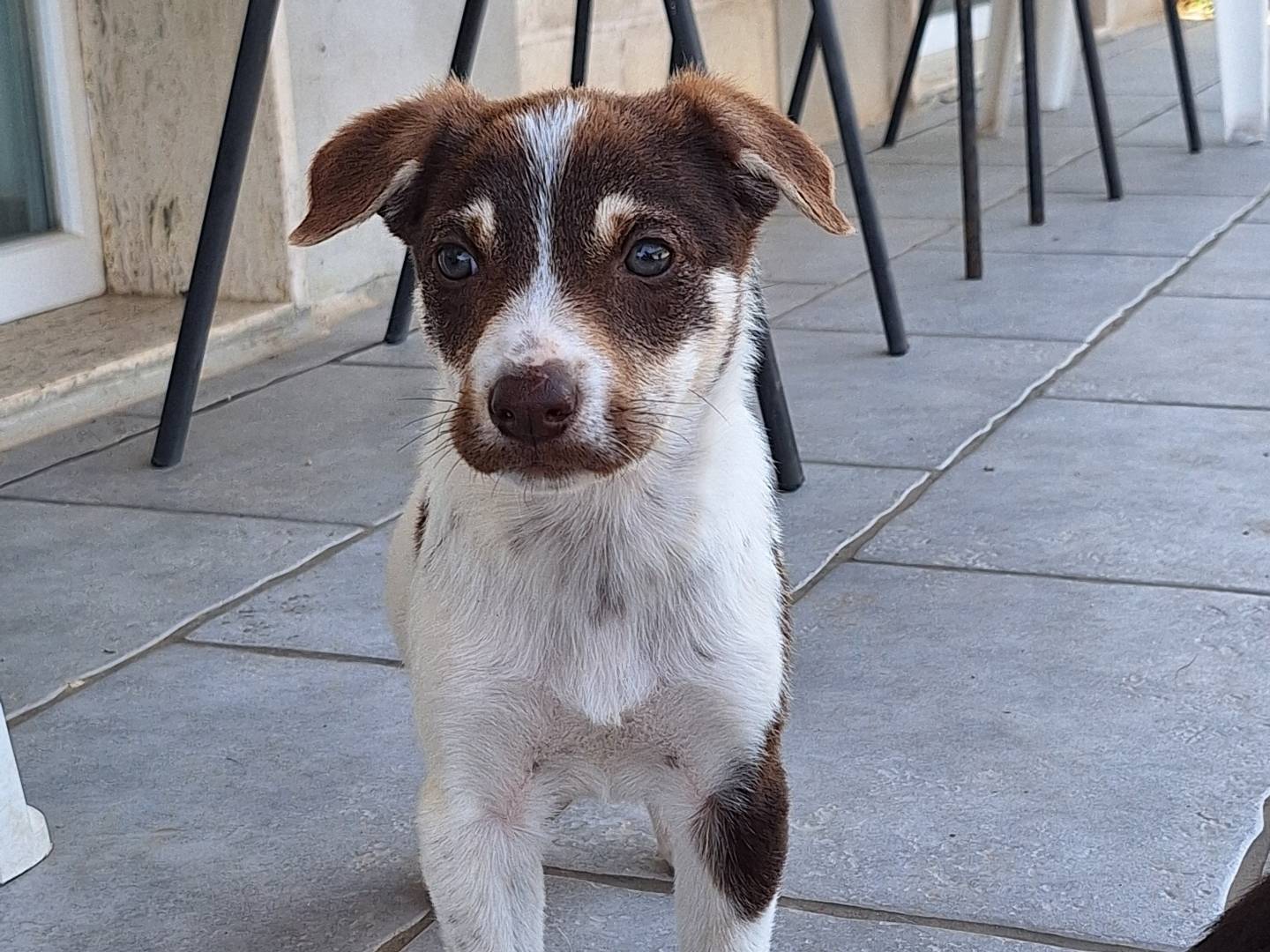 Foto dell'animale