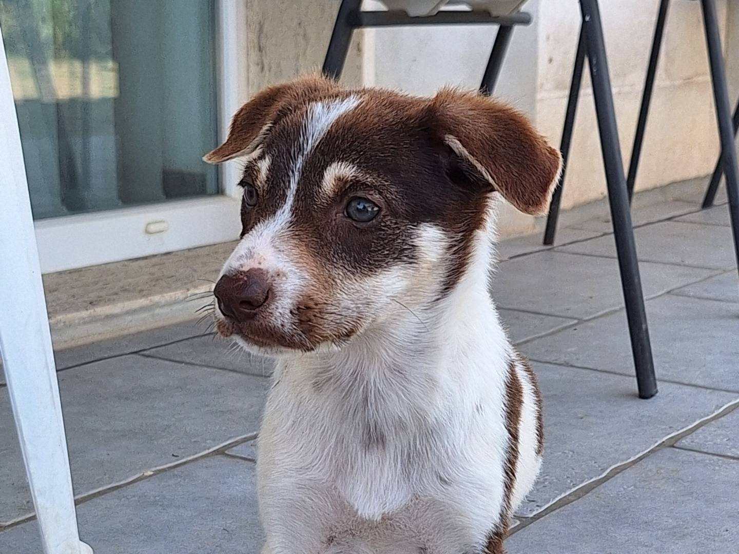 Adotta un cane, maschio, 3 mesi, Bergamo