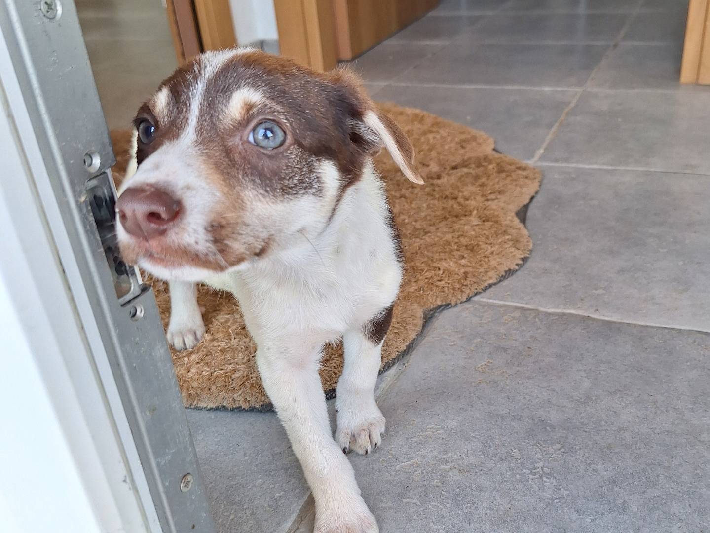 Adotta un cane, taglia media contenuta, maschio, Bergamo
