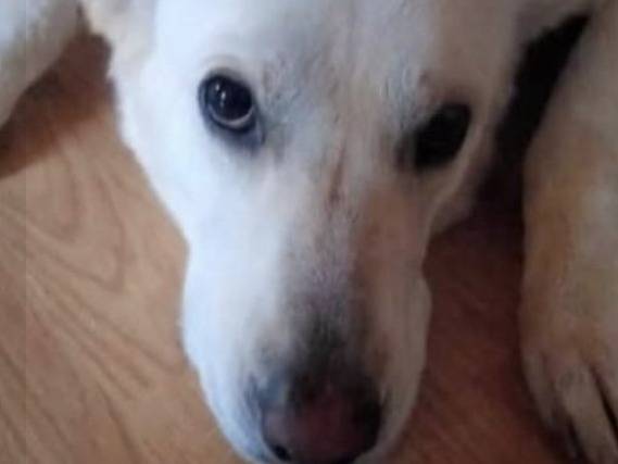 Adotta un cane, femmina, 4 anni  e 6 mesi , Verona