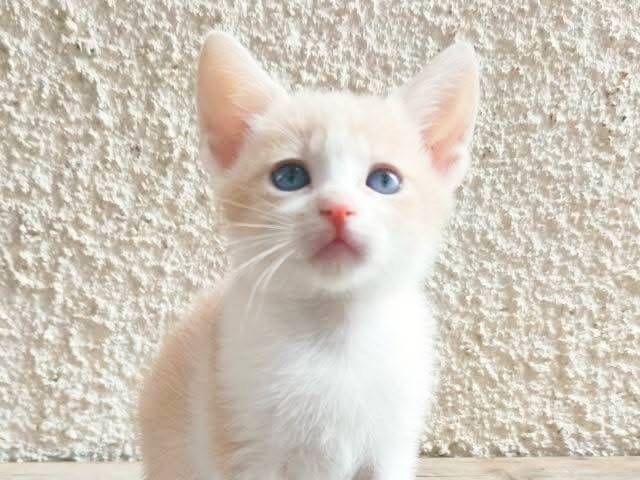 Foto dell'animale