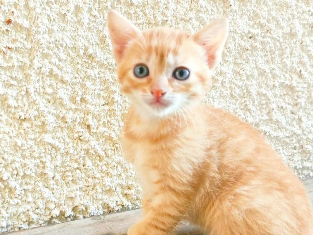 Foto dell'animale