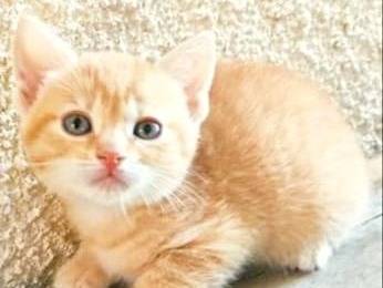 Adotta un gatto, femmina, 1 mesi, Cremona