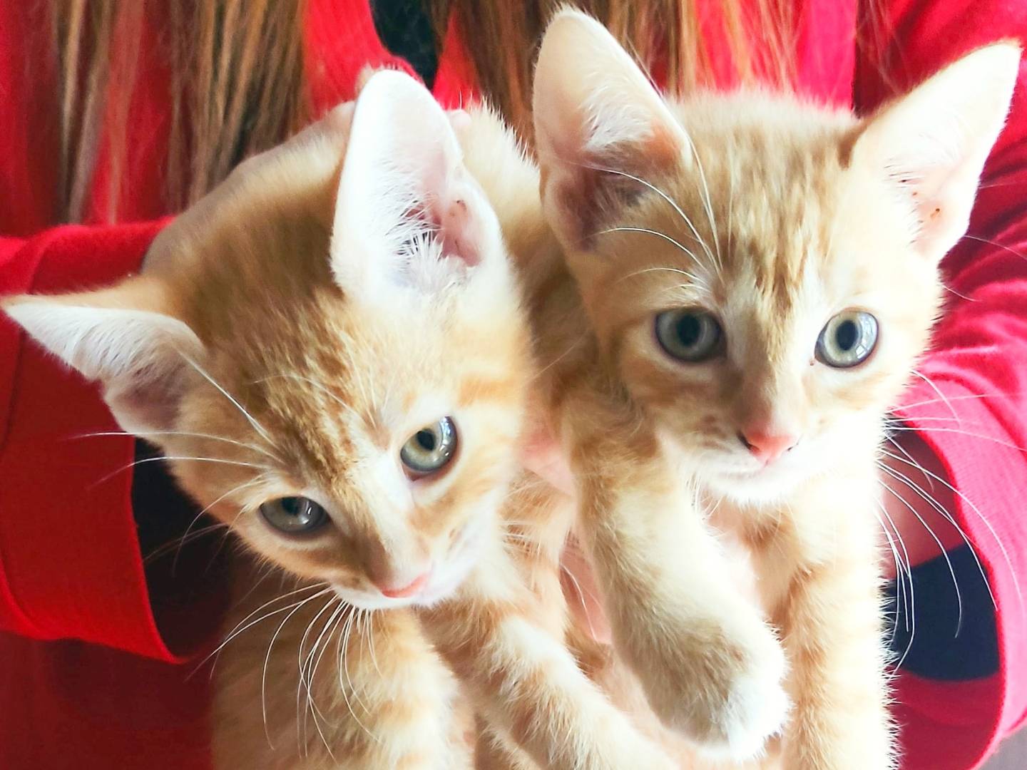 Adotta un gatto, taglia non valida, femmina, Cremona