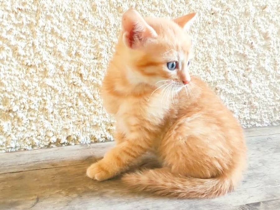 Vuoi adottare un gatto a Cremona?