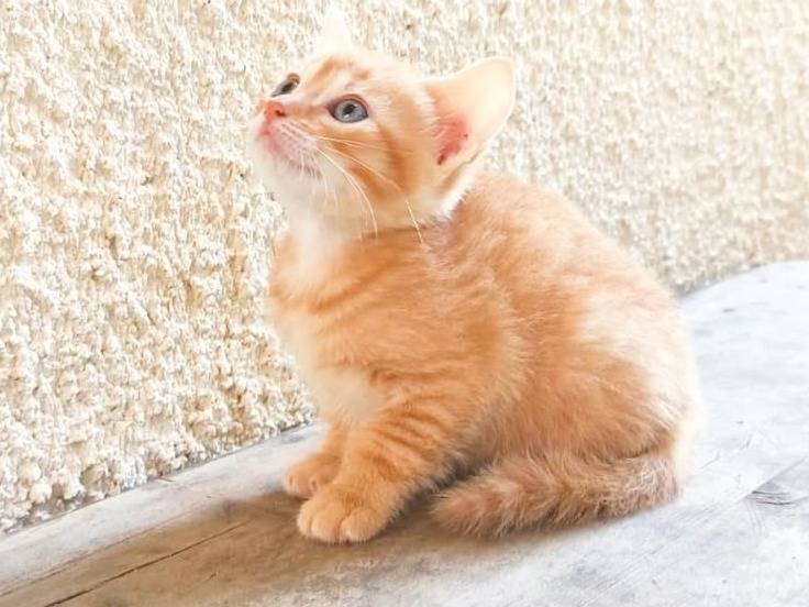 Adotta il gatto ROXANA a Cremona