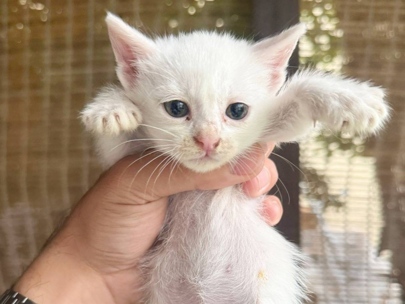 Adotta un gatto, maschio, 1 mesi, Cremona