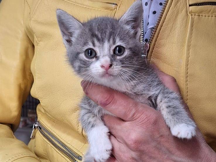 Adotta un gatto, femmina, 1 mesi, Lecco