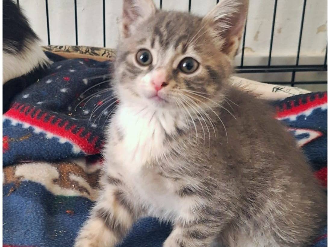Adotta un gatto, taglia non valida, femmina, Lecco