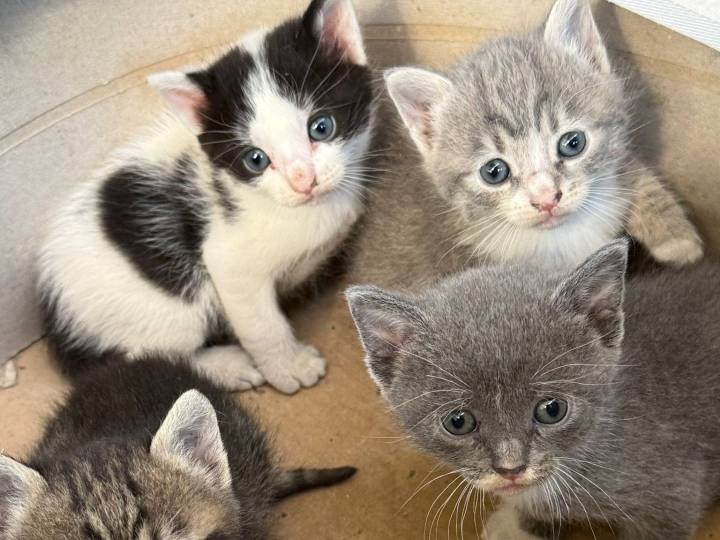 Adotta il gatto Susy a Lecco