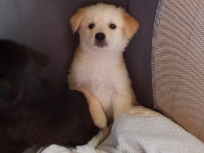 Adotta un cane, taglia piccola, maschio, Caserta