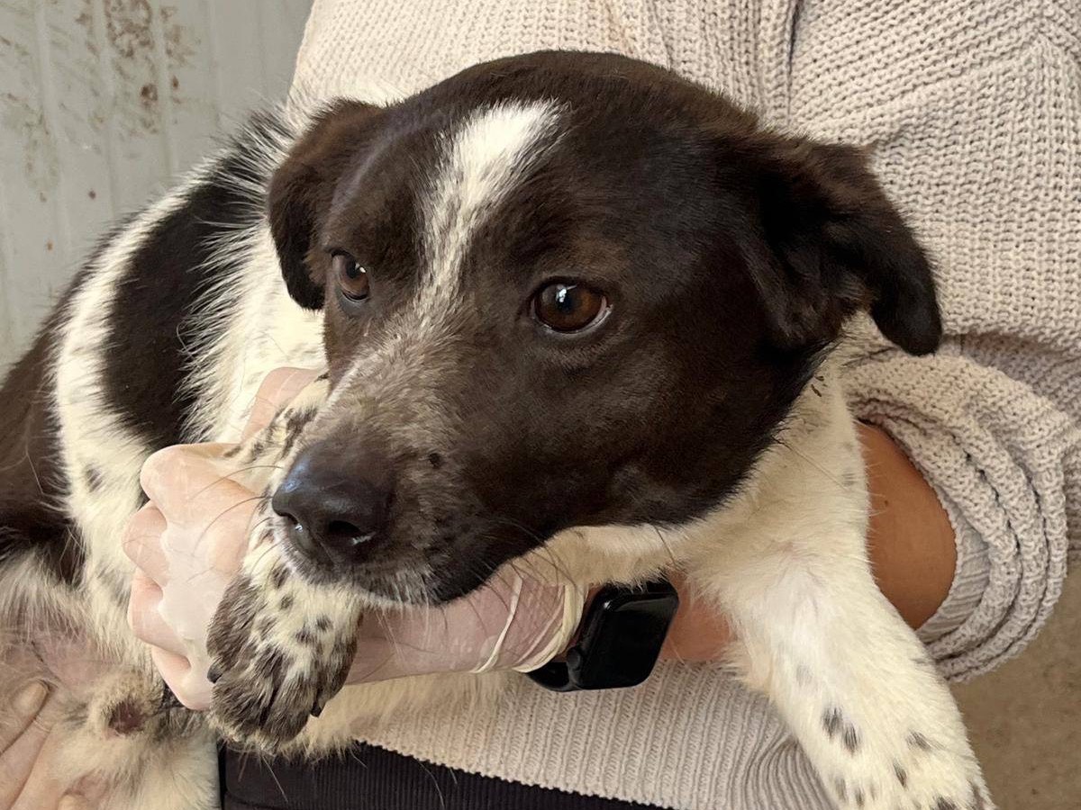 Adotta un cane, maschio, 1 anno e 10 mesi , Catanzaro