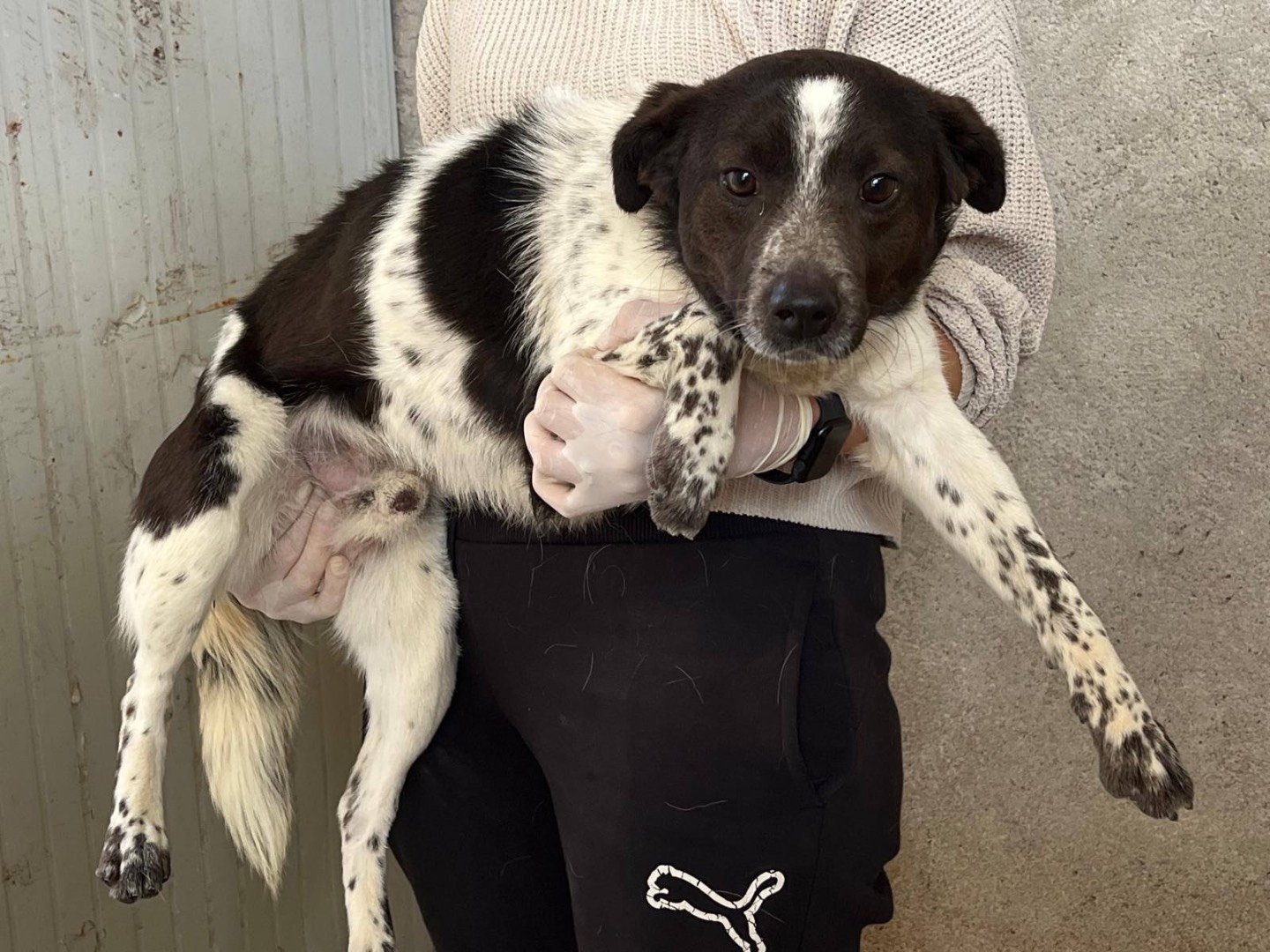 Adotta un cane, taglia media contenuta, maschio, Catanzaro