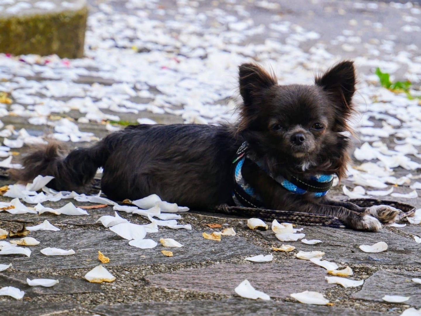 Adotta un cane, femmina, 2 anni  e 11 mesi , Pordenone