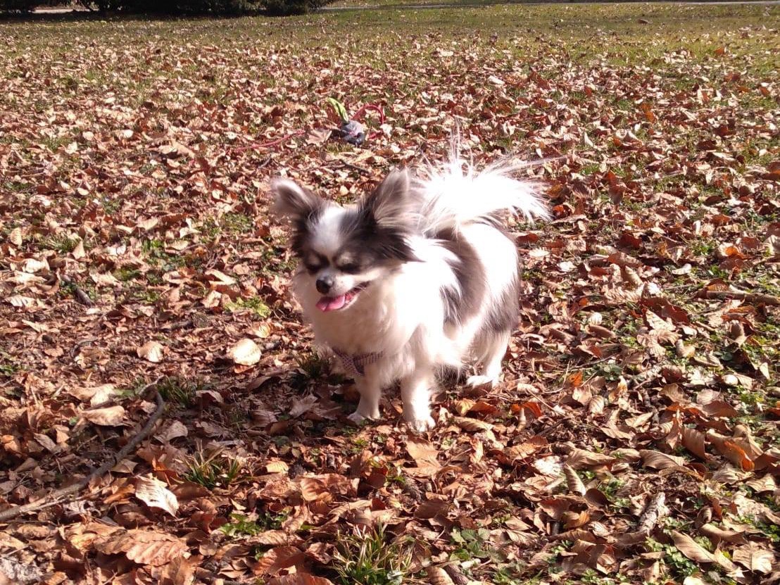 Adotta un cane, taglia piccola, femmina, Pordenone