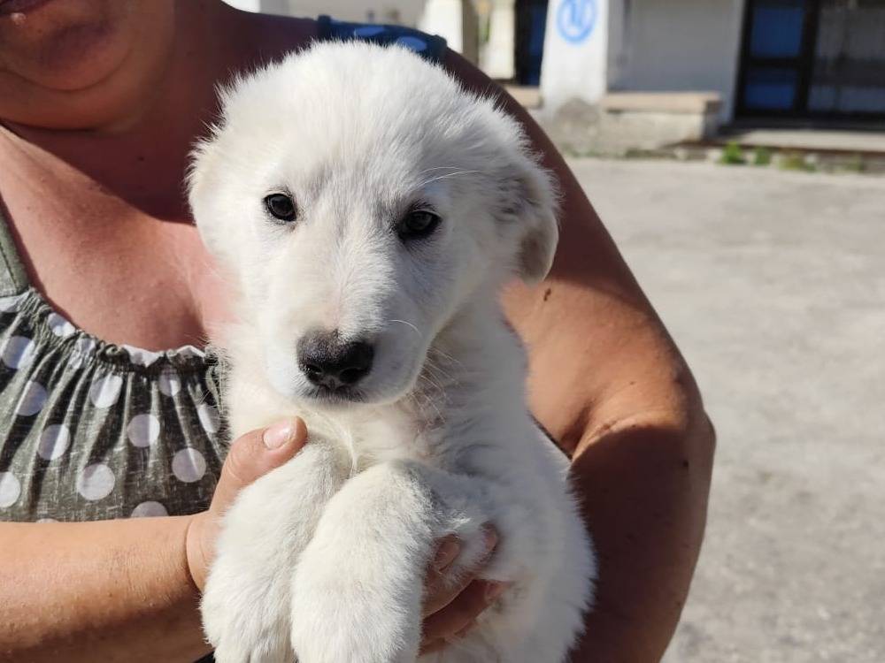 Adotta un cane, femmina, 8 mesi, Caserta