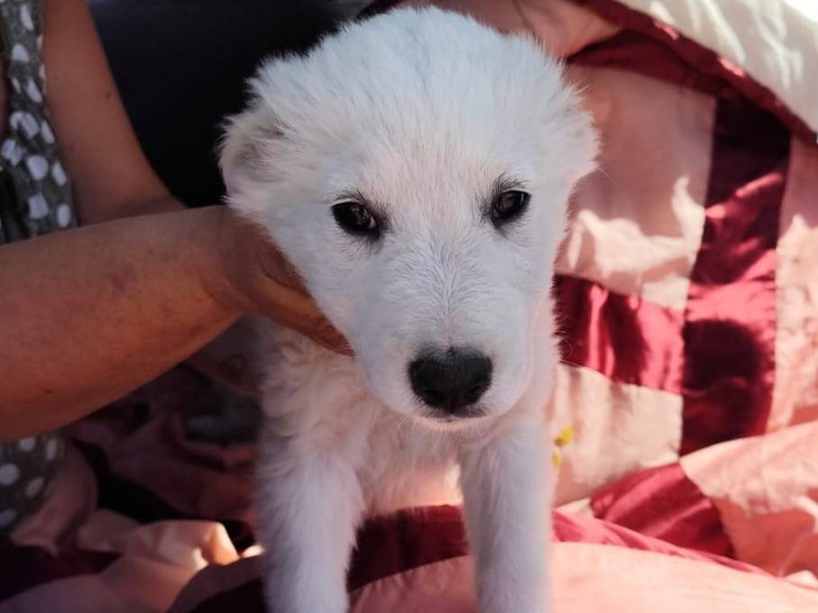 Vuoi adottare un cane a Caserta?