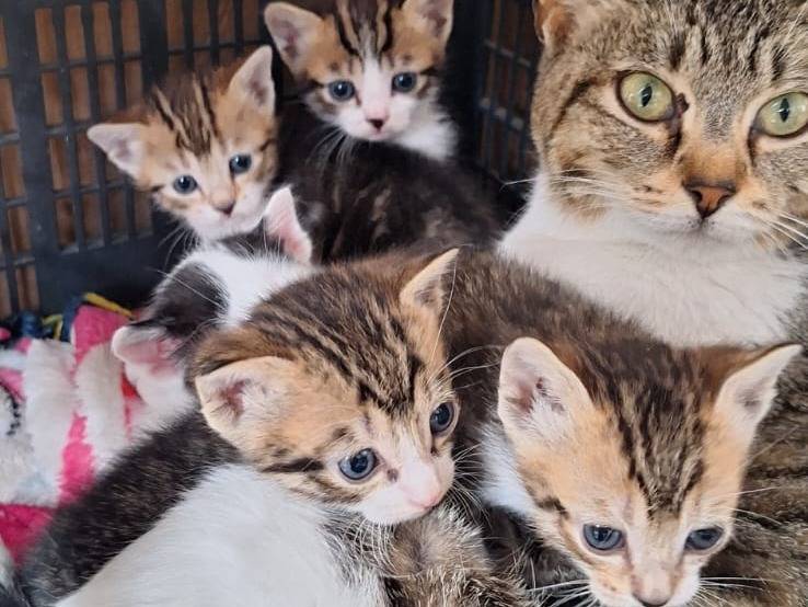 Adotta un gatto, maschio, 2 mesi, Ferrara