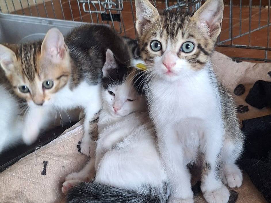 Vuoi adottare un gatto a Ferrara?