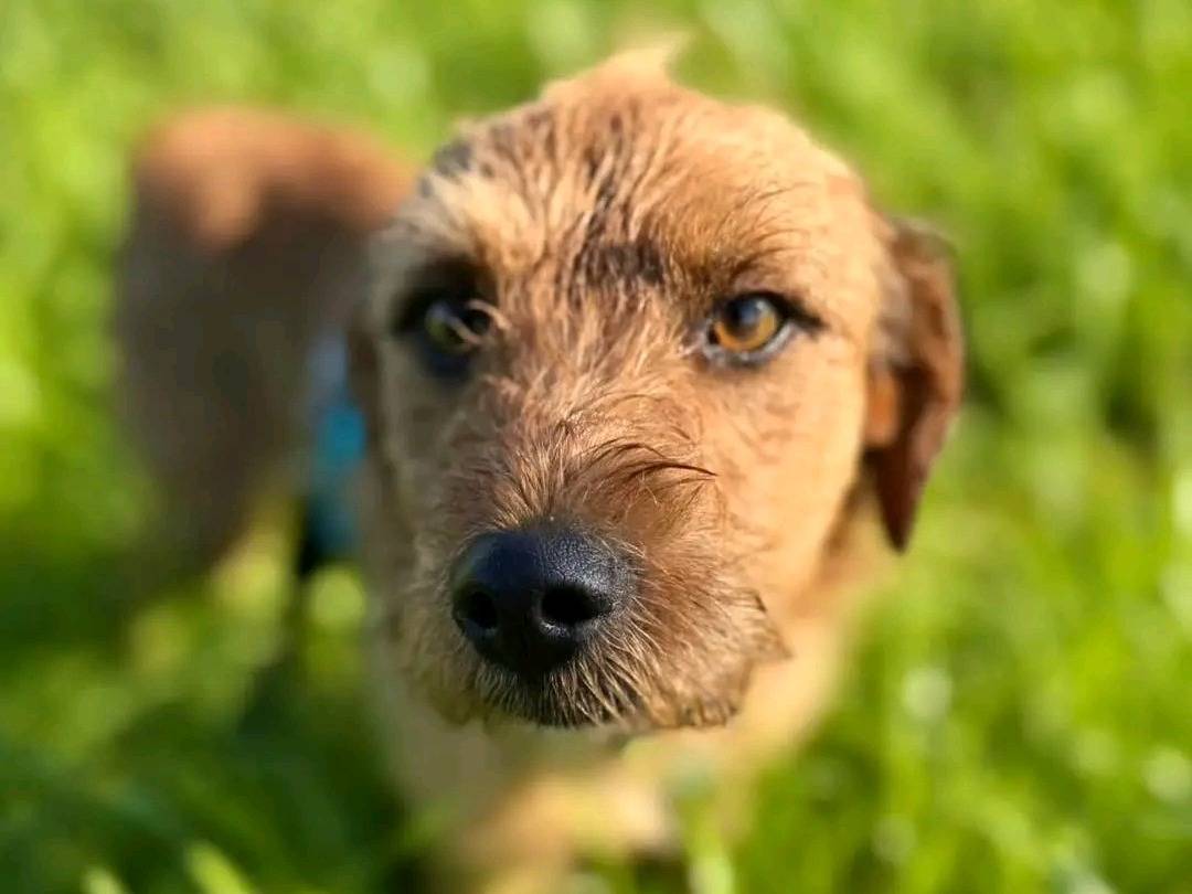 Adozione cane, maschio, Razza sconosciuta Razza sconosciuta, 1 anno e 5 mesi, taglia piccola, Cremona