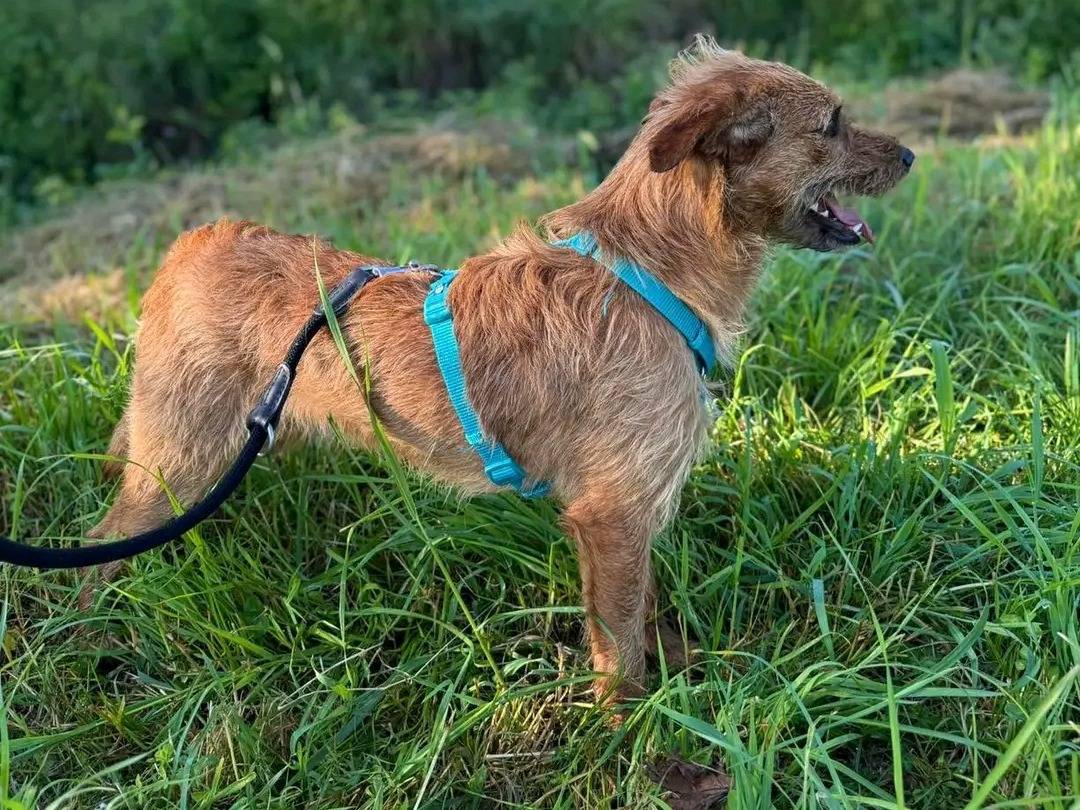 Adotta un cane, taglia piccola, maschio, Cremona